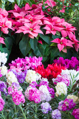 ポインセチア シクラメン