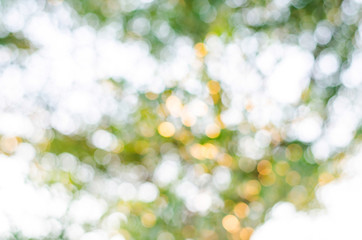 Green Bokeh texture or background, blur circle.