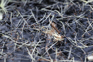 filament flower on water