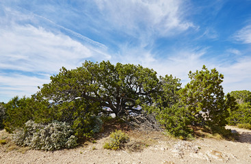 Grand Canyon, Baum mit weit ausgefächerte Baumkrone