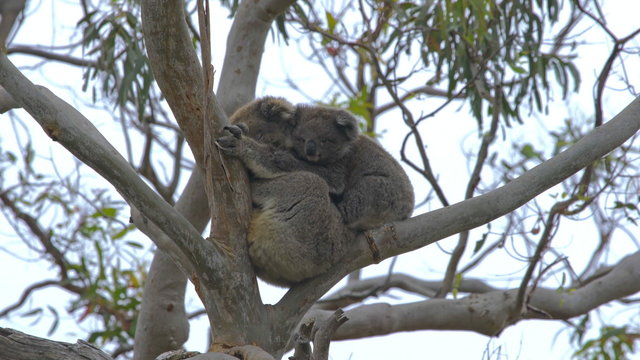 4k video of a baby Koala and mother on a eucalyptus tree