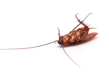 Dead cockroaches on white background