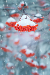 Background with  bunch of red mountain ash covered with snow