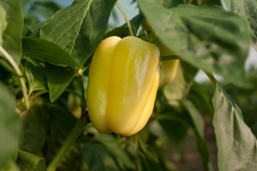 pepper 1