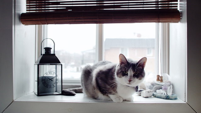 Cinemagraph (Photo-Motion) of Funny Cat with Bowtie at the Window