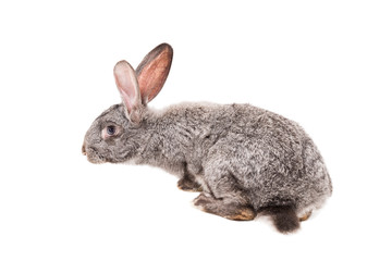 Gray rabbit, rear view