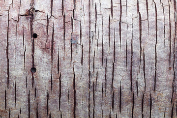 barking tree texture as background.