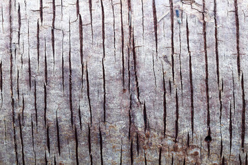 Obraz premium barking of tree