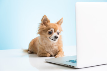ノートパソコンの画面を見るチワワ