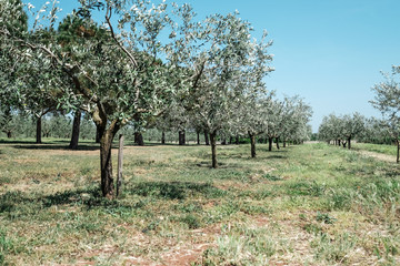 Olive trees in Italy