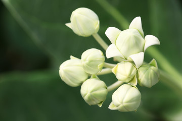 crown flower with green background