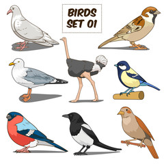 Obraz premium Bird set cartoon colorful vector illustration