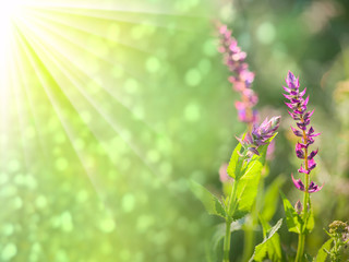 Fantastic background of wild flowers with golden sunbeams and