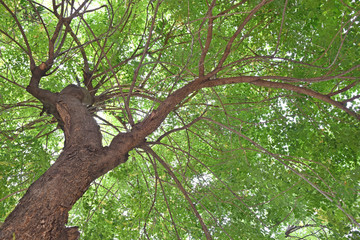 Fototapeta na wymiar slanted tree under leaf in nature 