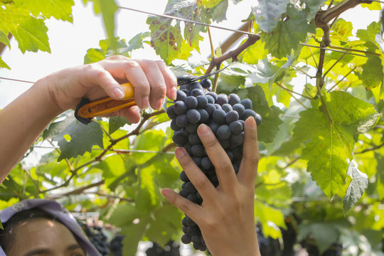 farmer harvested grapes at a vineyard.
