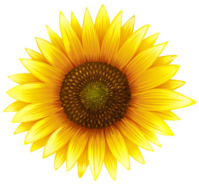 Cartoon Sunflower Images – Browse 23,249 Stock Photos, Vectors, and Video |  Adobe Stock