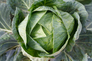 Fototapeta premium Closeup green cabbages,Organic hydroponic vegetable garden