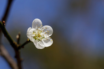 Blossoming plum flowers