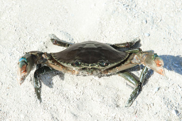 crab on beach