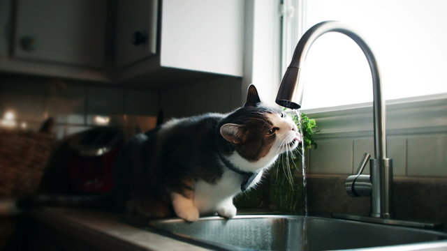 Cinemagraph (Photo-Motion) of a Cat with Bowtie Drinking Tap Water