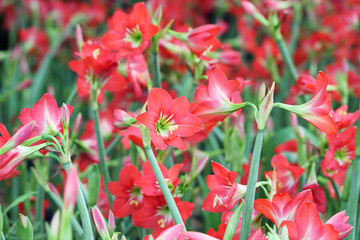 colorful amaryllis garden