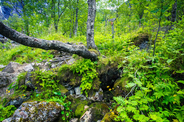 Fairy green forest in Norway