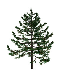 Pine