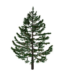 Pine