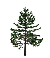 Pine