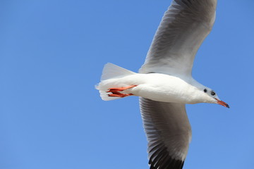 Seagull Spreading Wings Over Blue Sky