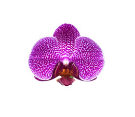 Orchid flowers fresh © scenery1