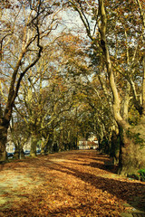 Naklejka premium Alley in the Cordoaria Garden in Porto, Portugal