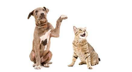Obraz na płótnie Canvas Playful puppy pit bull and funny cat Scottish Straight