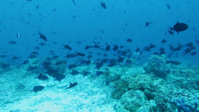 Background with  many Red-toothed Triggerfishes (Odonus niger), Maldives