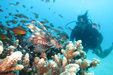 Indian ocean diving