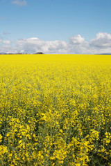 Obraz premium Canola Crop in paddock