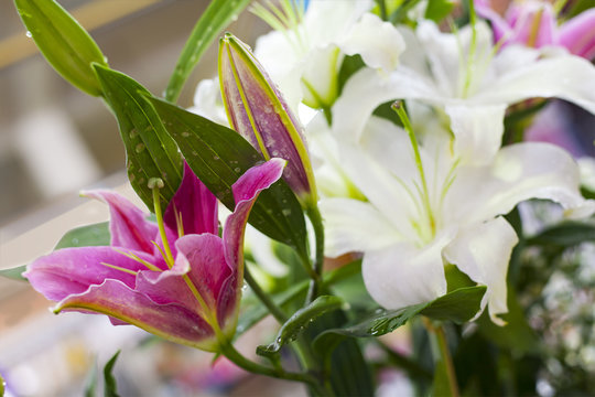 Fototapeta Lillies at flower market