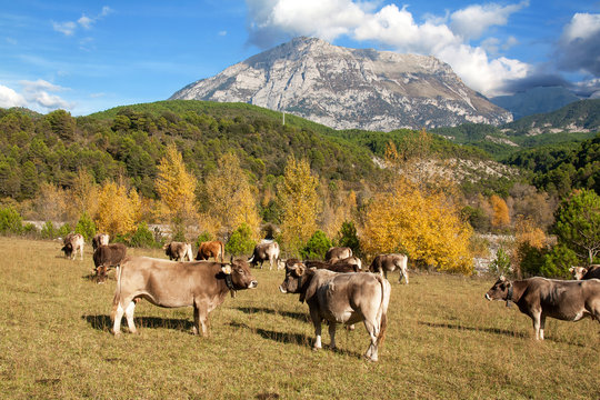 Vaches Aubrac en pâture dans le massif pyrénéen
