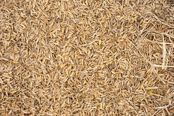 The yellow paddy rice texture as background