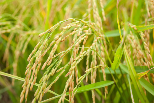 The paddy rice close up and green background