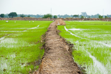 The rice farm and mud field in background