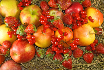image of many fruit closeup