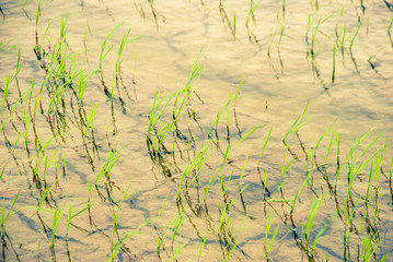 The rice farm and mud field in background