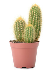 cactus in pot