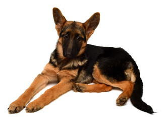 Little German Shepherd lying posing