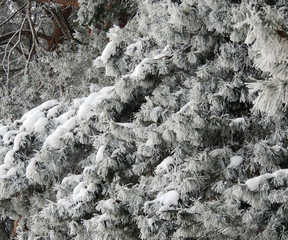 Snow on the pine