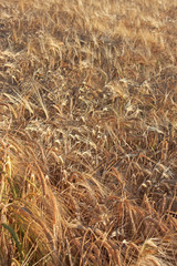 Barley Field