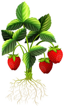 Fresh strawberries on the plant