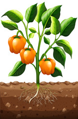 Orange capsicum on the plant
