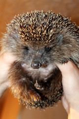 Hedgehog in the hands of man.